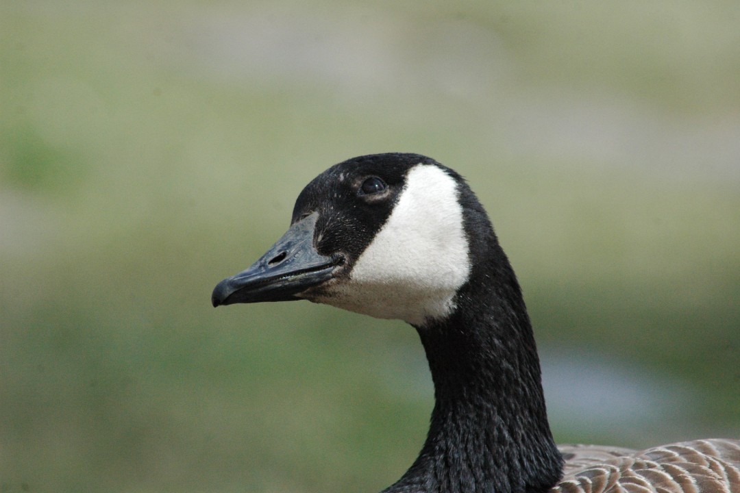 A closeup of a Canada goose looking toward the sky
