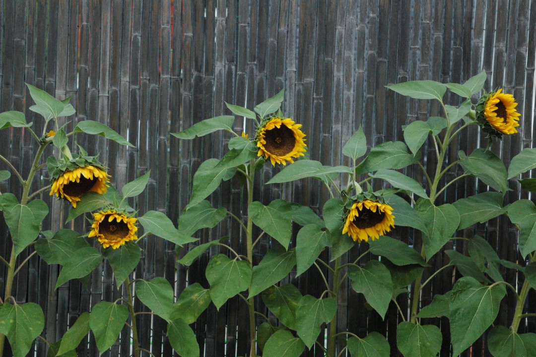 A row of sunflowers along a fence