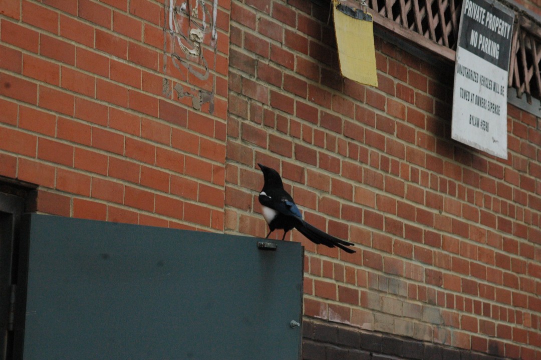 A magpie on a power box looks up toward a brick wall