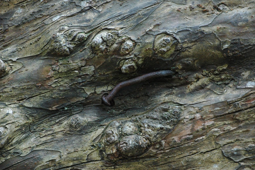 A rusty nail on the undulating surface of a weathered log
