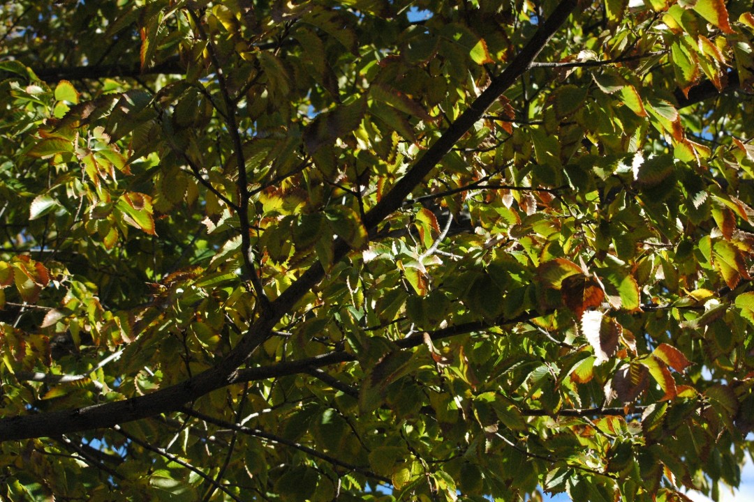 Sun reflecting off of yellowing leaves