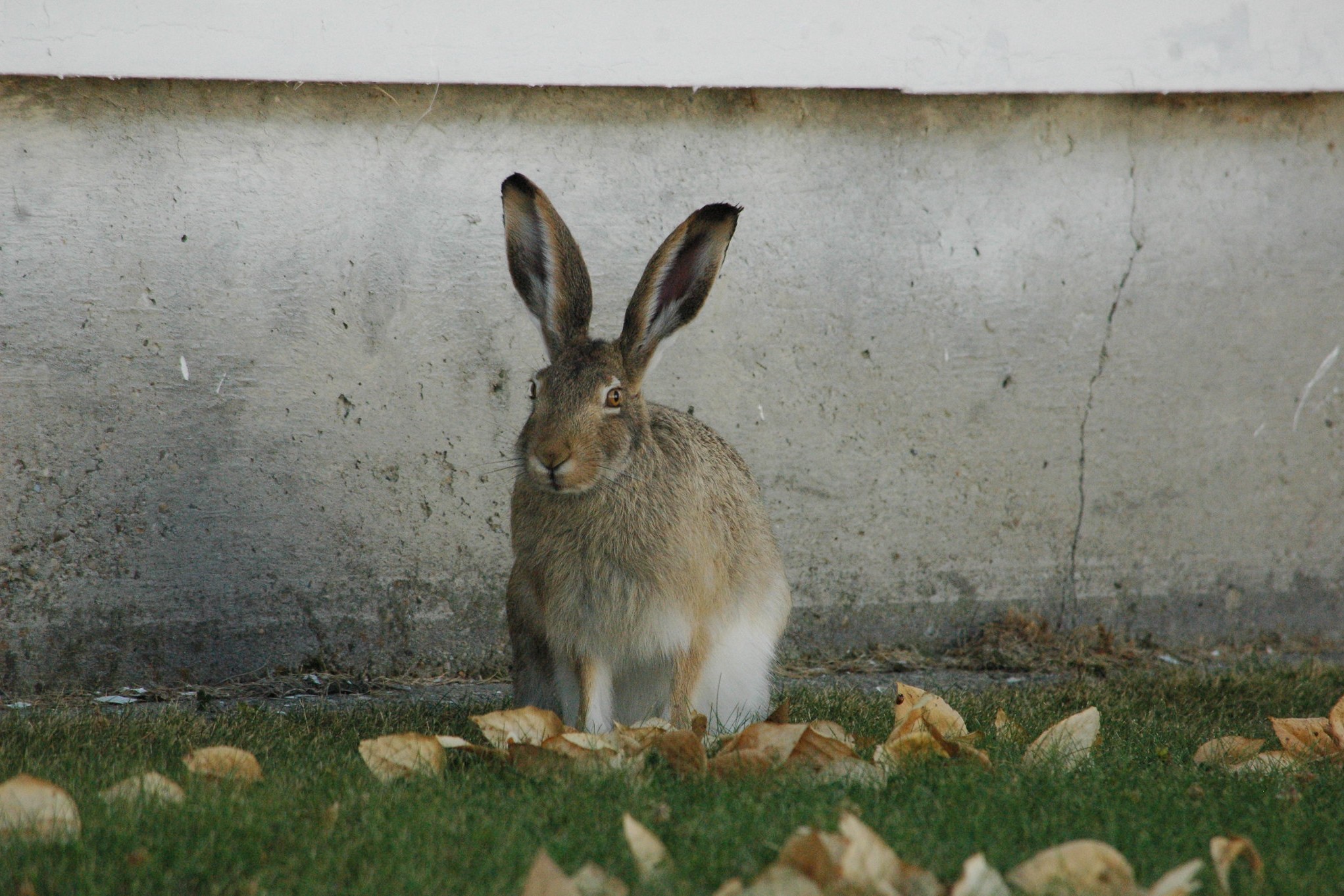 A hare sits on grass, surrounded by yellow leaves