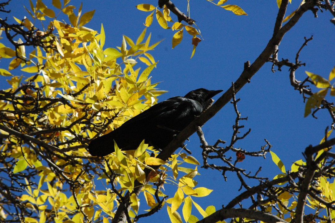 A black crow against a backdrop of yellow leaves and blue sky