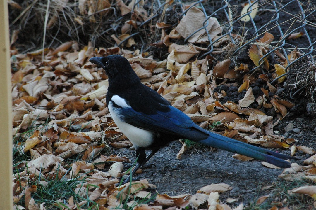 A magpie among fallen leaves next to a chain-link fence