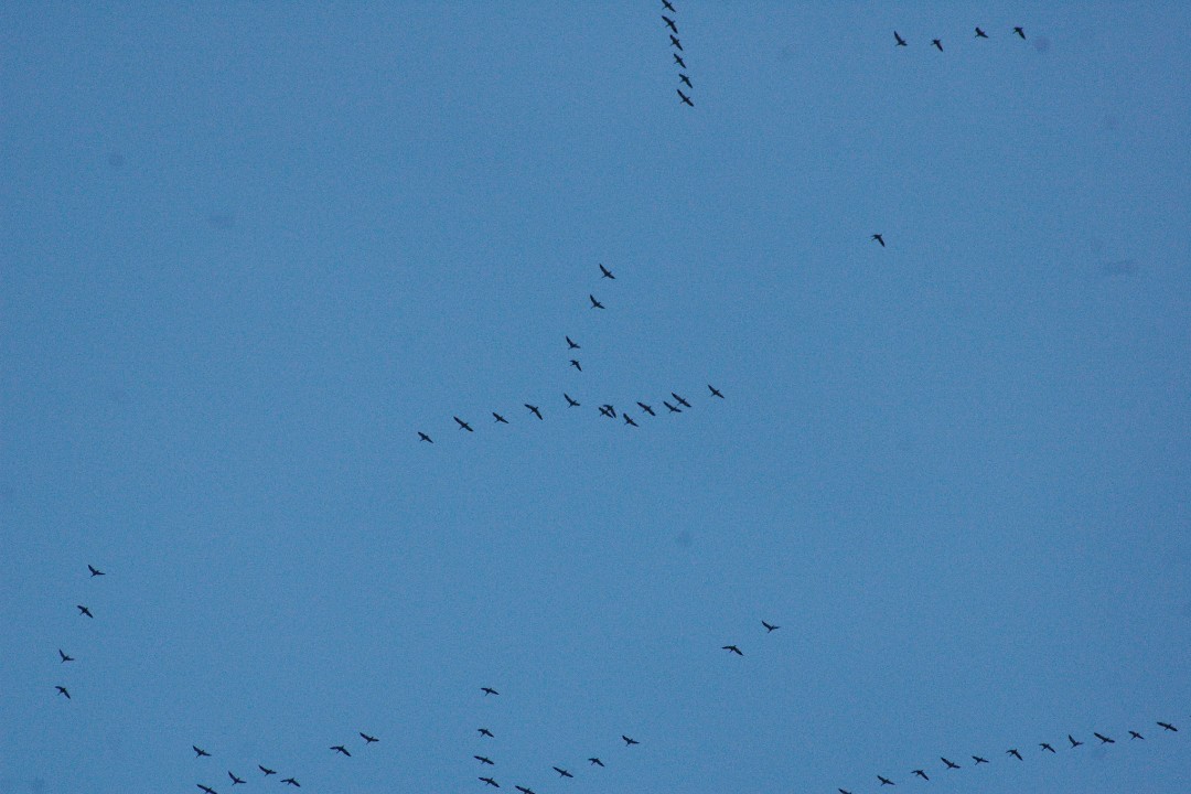 Flocks of birds in the sky