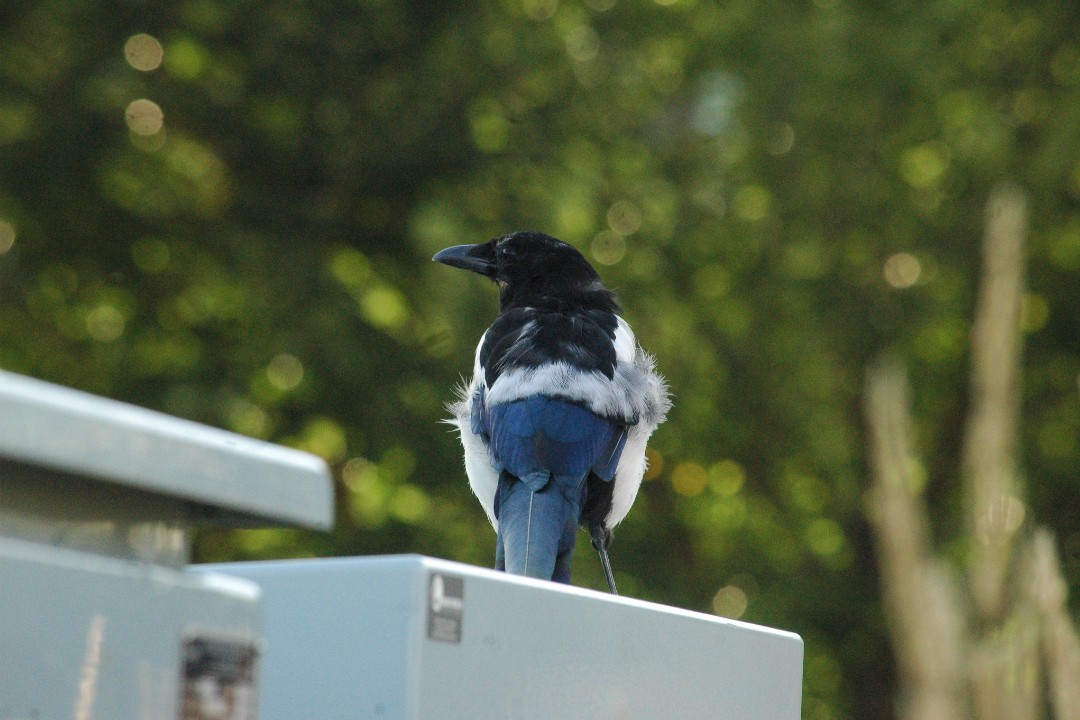A magpie faces away from the camera with its head cocked to the left