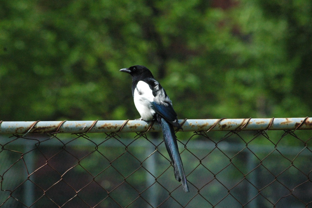 A magpie perched on a fence