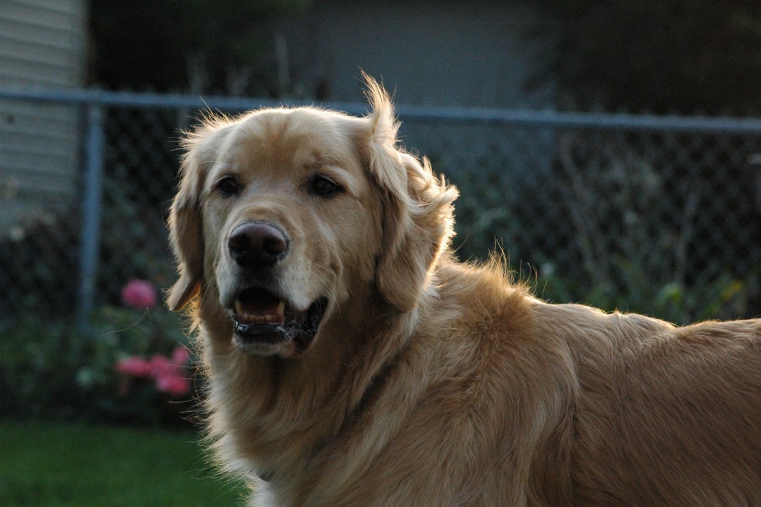 A happy dog with the wind in his fur
