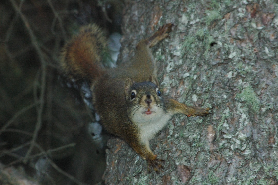 A squirrel clings to a tree while facing the camera