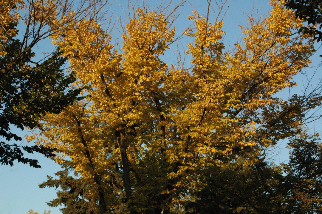 An elm tree in fall colours