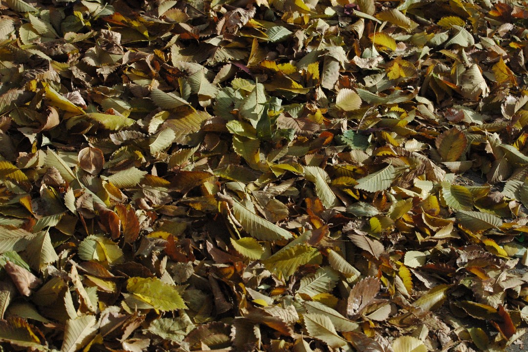 Green and gold leaves on the ground