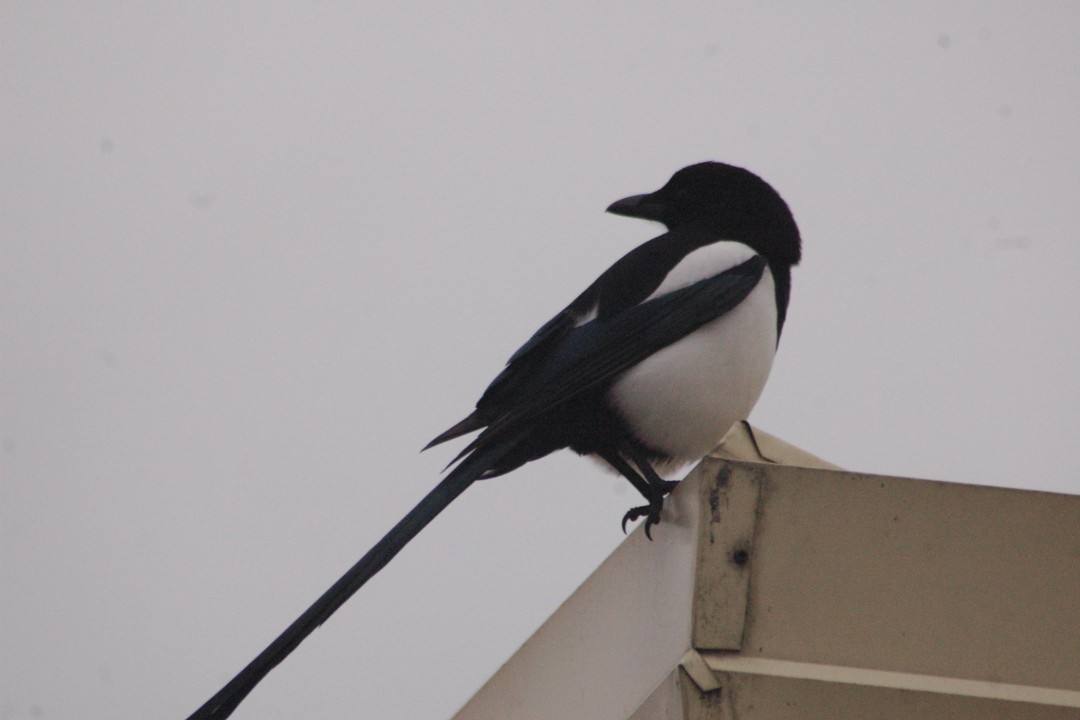 A magpie on a roof against a grey sky