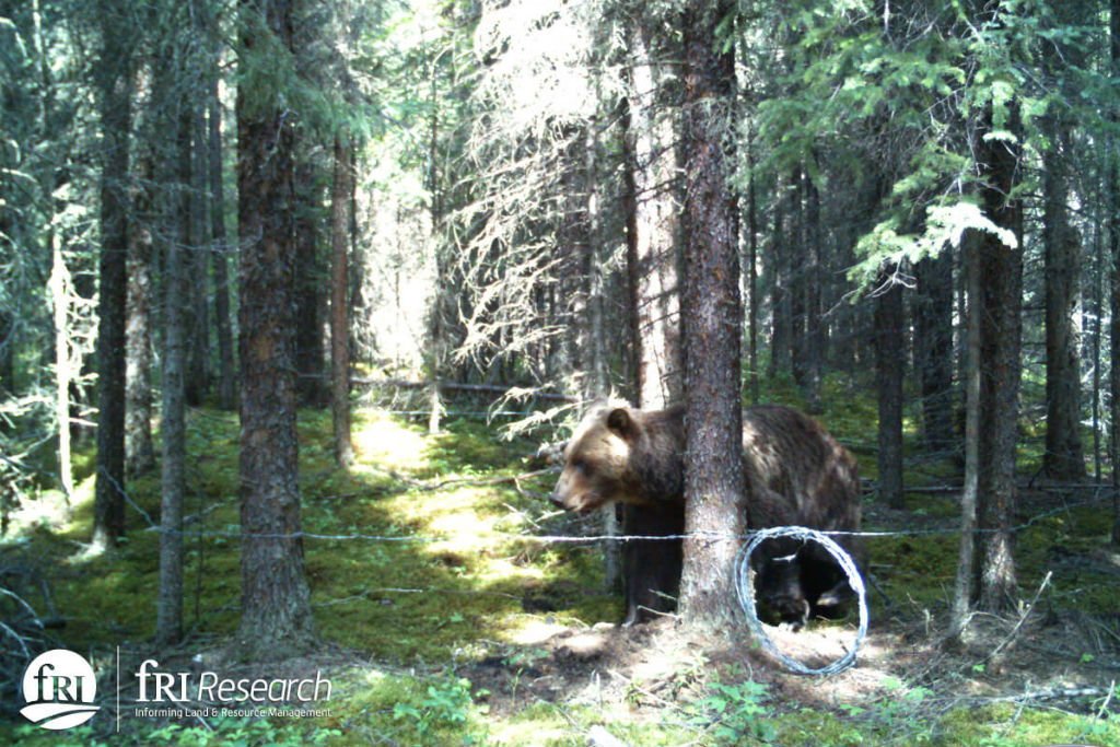 A grizzly visits a hair snag site, leaving a sample so scientists can track it. Photo courtesy of fRI Research.