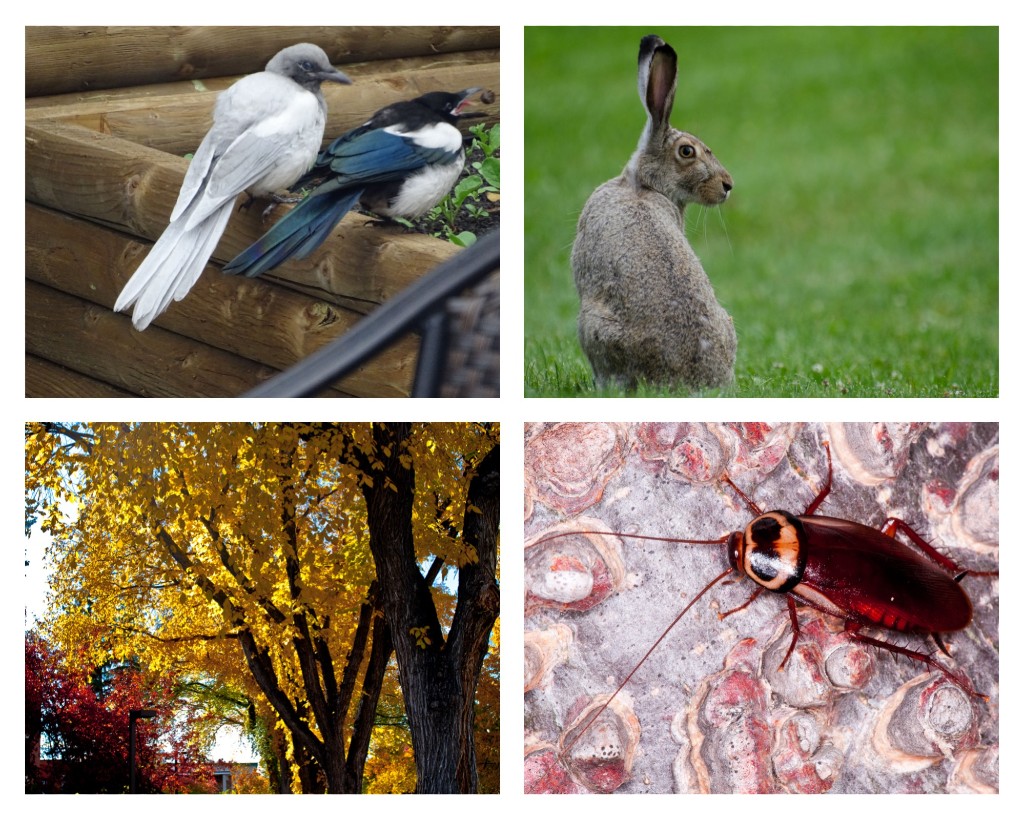 Which is the most Edmonton species? Clockwise: Ghost magpie, white-tailed prairie hare, American elm, West Edmonton Mall cockroach