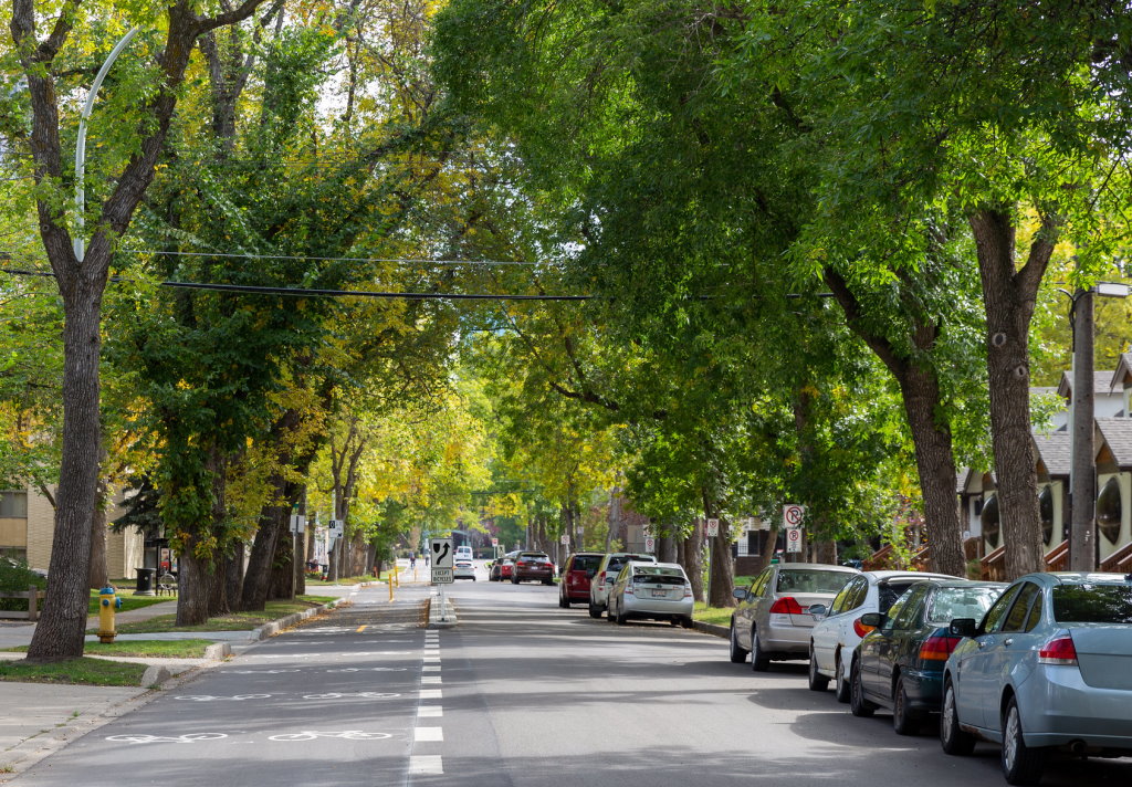 The proposed Public Tree Bylaw would help protect boulevard trees such as these ones along 102 Avenue in Oliver. (Mack Male/Flickr)